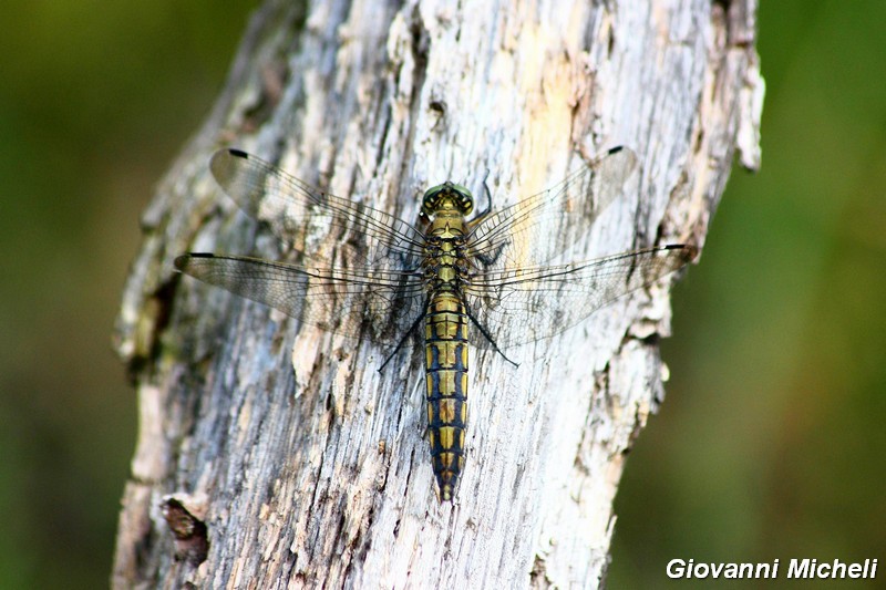 Serie di Libellulidae del Parco del Ticino